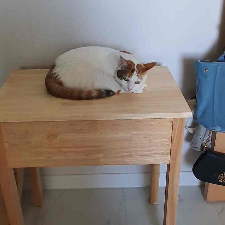 Natural wood-toned vanity table with a cat resting comfortably atop, creating a cozy dressing room ambiance
