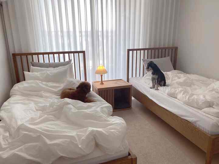 白と木目調の寝室、ツインベッドと2匹の犬が配置された快適なホテルライクなインテリア