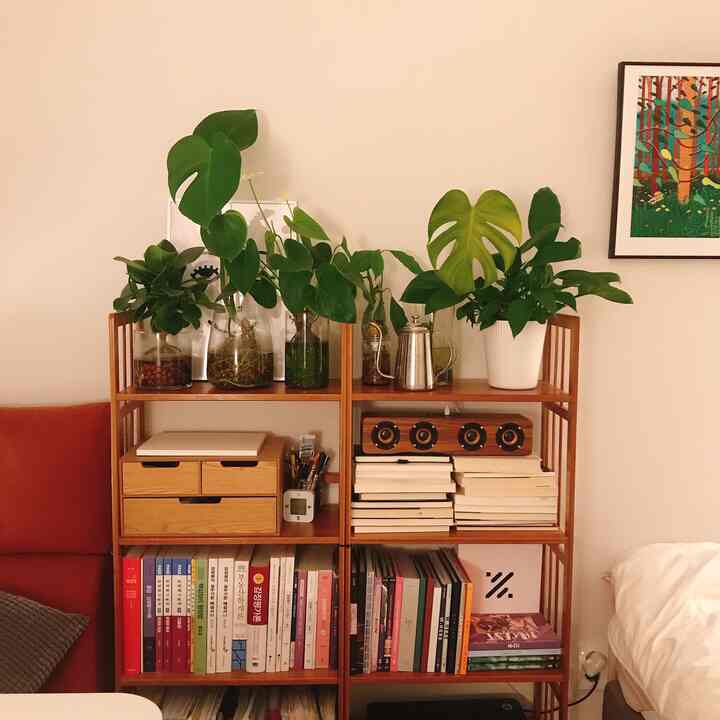 Natural wood tone bookshelf with green plants in a cozy studio apartment living room