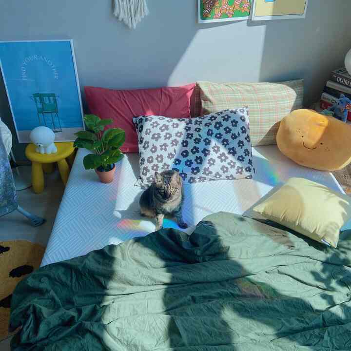 A naturally lit bedroom featuring a cat sitting centrally on a bed adorned with colorful and patterned pillows and bedding, creating a cozy atmosphere