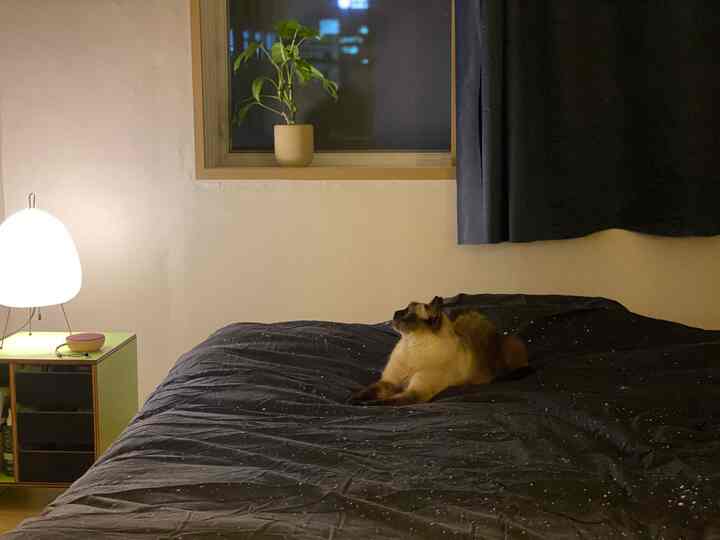 A black-toned bedroom featuring a bed with dark bedding, blackout curtains, nightstand with lamp, and a cat lounging comfortably