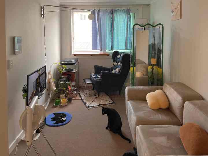 Blue curtains and beige sofa in a small living room with cats and plants arranged for a cozy atmosphere