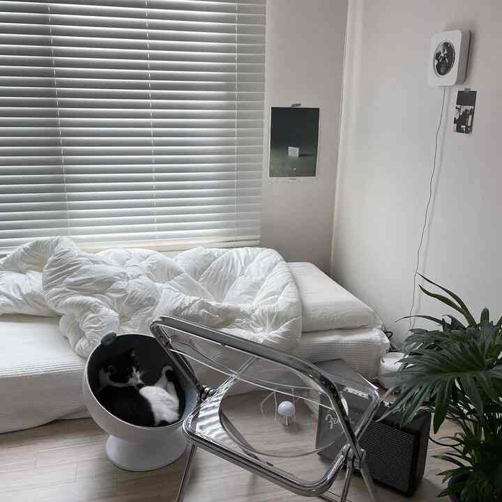 White-toned bedroom with white bedding, transparent chair, cat tower with a cat, and a plant arranged in a clean space