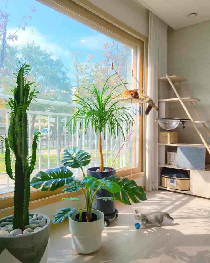 Sunlit living room with bright wood tones and green plants, featuring cats relaxing on the cat tower and floor