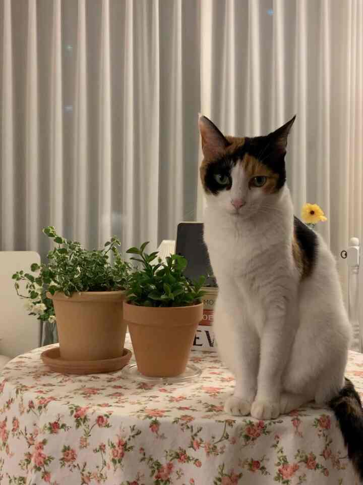 白いカーテンを背景に、丸いテーブルの上に花柄のテーブルクロスと二つの鉢植え、中央に座る三毛猫がいるナチュラルでヴィンテージな雰囲気のインテリア