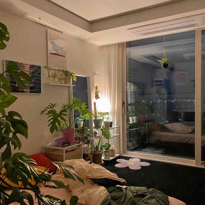 Cozy studio bedroom with white walls and black carpet flooring, featuring abundant plant interior and decorative posters
