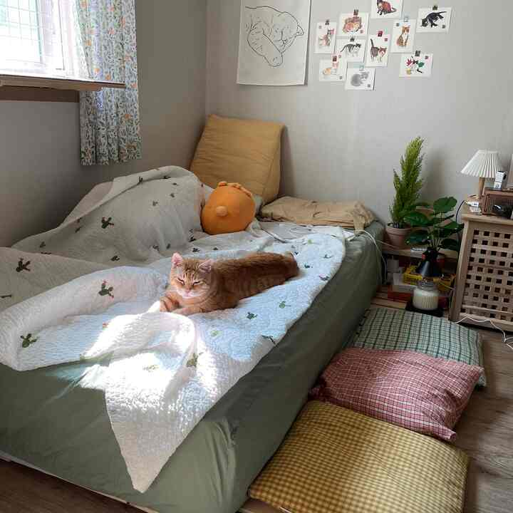 Natural-toned bedroom featuring a bed with check-pattern cushions and a relaxed pet cat by the window, cozy interior