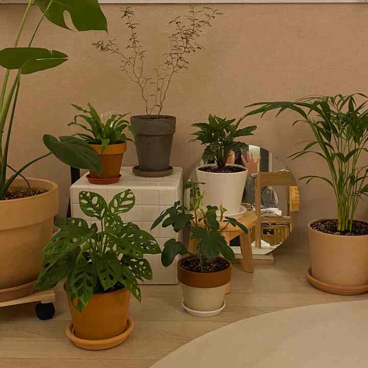 ベージュ色の壁と木目調の床の6畳の小さな部屋に、複数の植物鉢と木製スツール、ラウンドミラーが配置された、雰囲気のあるナチュラルな植物インテリア