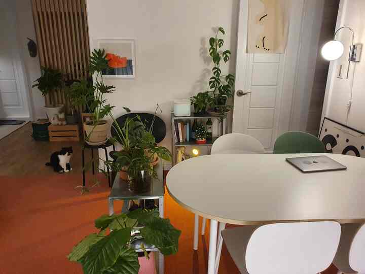 White-walled dining room with lush green plants and a cat on a pink carpet, creating a warm and cozy atmosphere