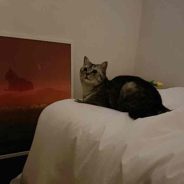 디오뜨さんのインテリア実例写真