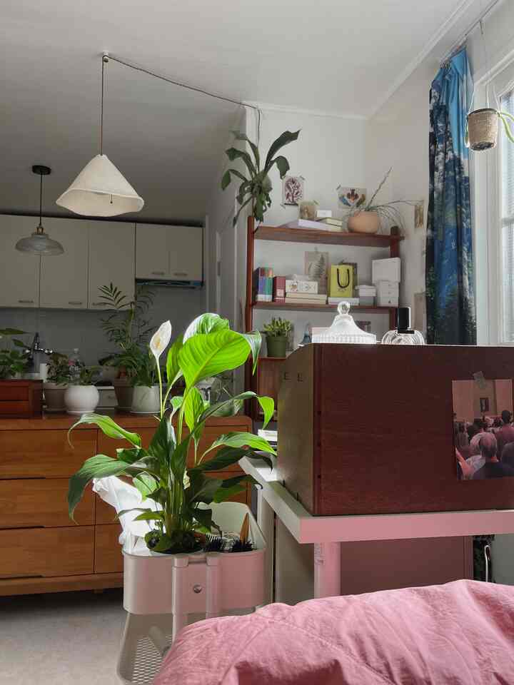 A white and brown toned studio apartment featuring various plants and wooden furniture with a cozy atmosphere