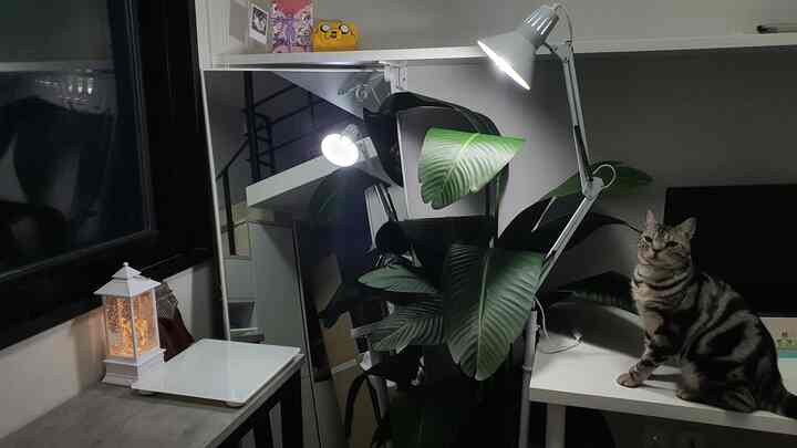 白と黒のトーンが支配的な狭い部屋、デスクの上に猫と大きな植物が置かれ、フロアランプが空間を照らしているインテリア