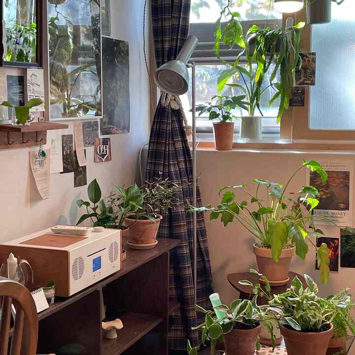 Vintage studio apartment with abundant green plants, natural light and dark plaid curtains creating a cozy atmosphere