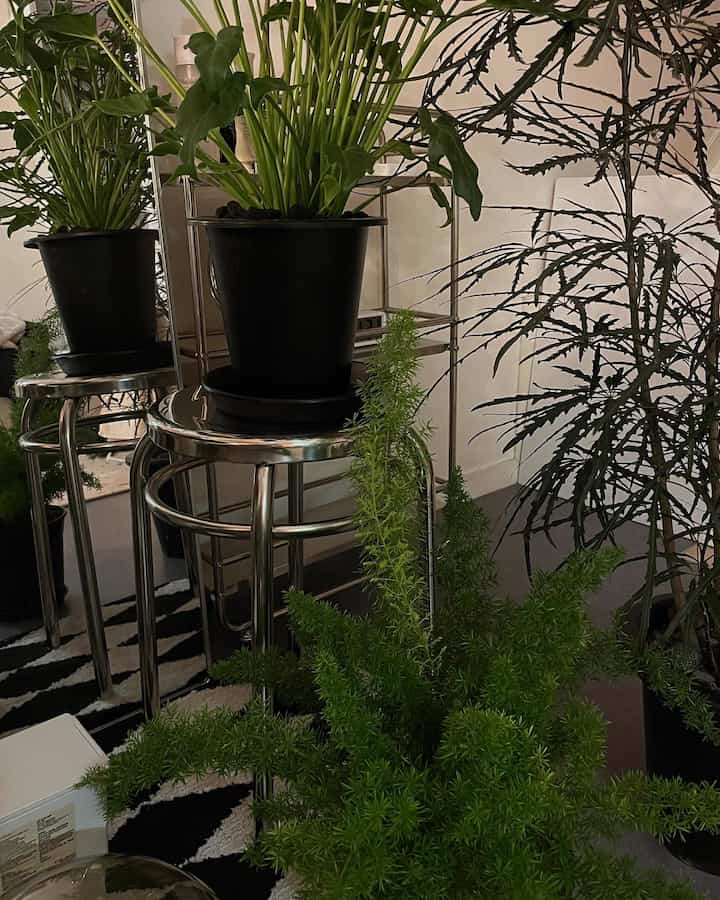 Simple modern indoor space filled with plants featuring black plastic pots and a silver stainless steel stool