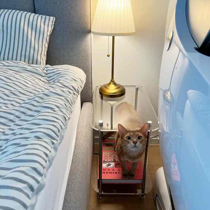 Beige and gray toned bedroom featuring a transparent acrylic side table with a cat, creating an open and natural space