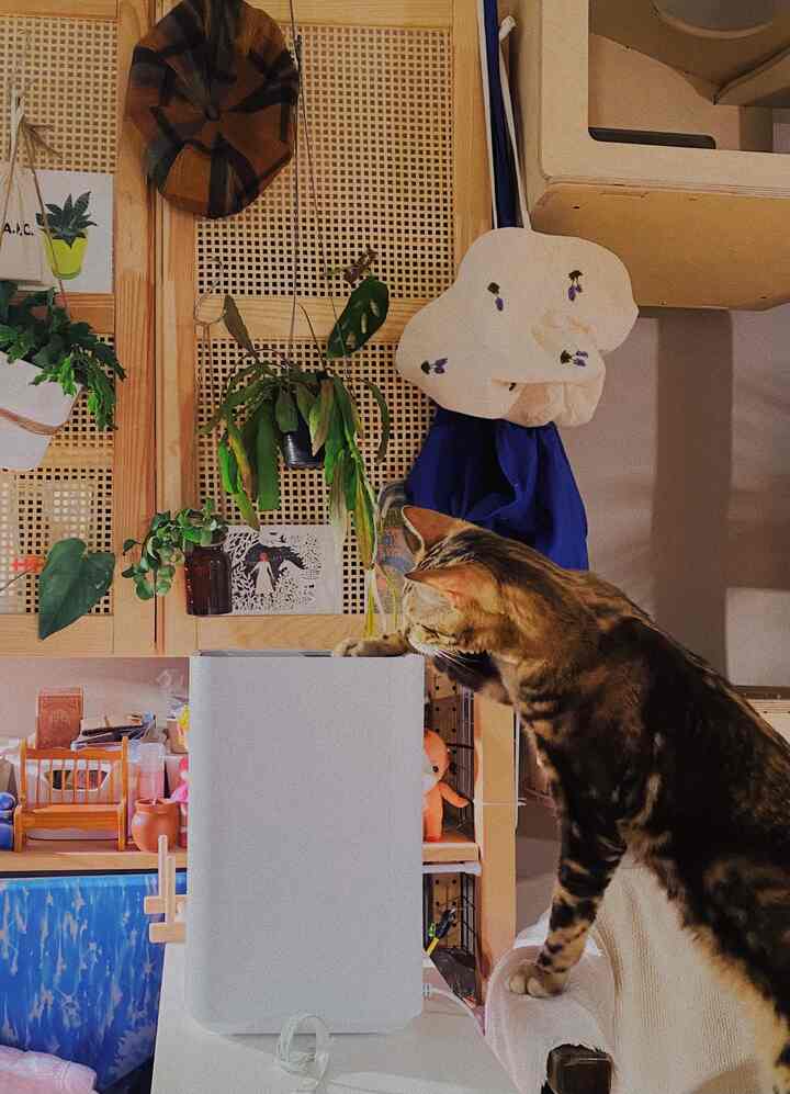Natural-toned living room featuring plants, a humidifier, and a cat creating a warm and cozy atmosphere