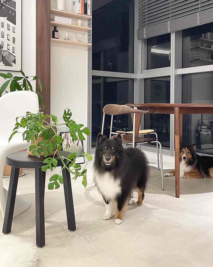 White floor and wood-toned dining table in dining room featuring two dogs, creating a natural modern space