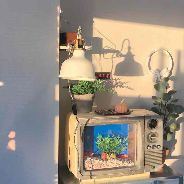 暖かな日差しが差し込む白い壁とヴィンテージテレビ、壁灯、緑の植物が配置された雰囲気のあるインテリア