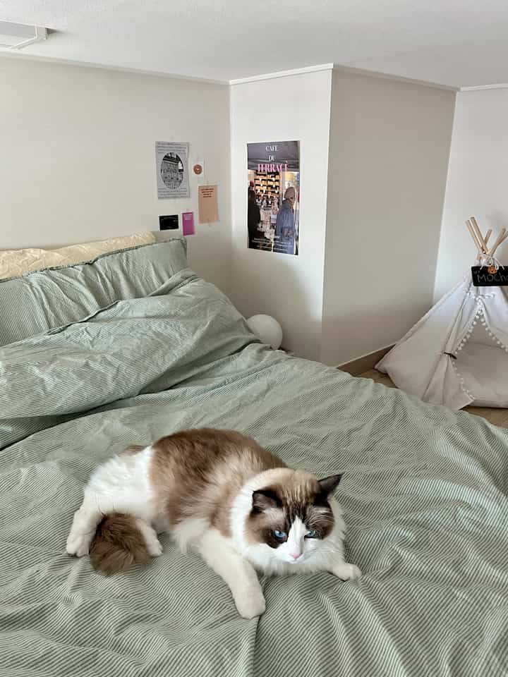 Bedroom with ivory walls and green striped bedding, featuring a cat and a pet tent creating a natural atmosphere