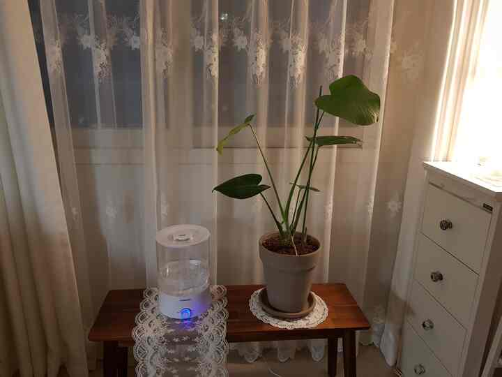 Natural-toned bedroom featuring a wood-tone bench with a monstera plant and humidifier in a romantic atmosphere