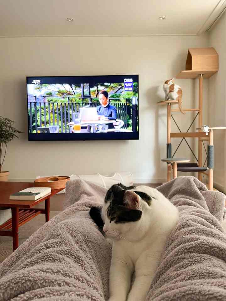 Natural-toned living room featuring coffee table and cat tower with two cats relaxing peacefully, creating a cozy atmosphere