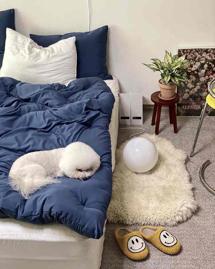 Navy blue bedroom featuring cozy duvet cover and a dog resting calmly, with natural decor accents