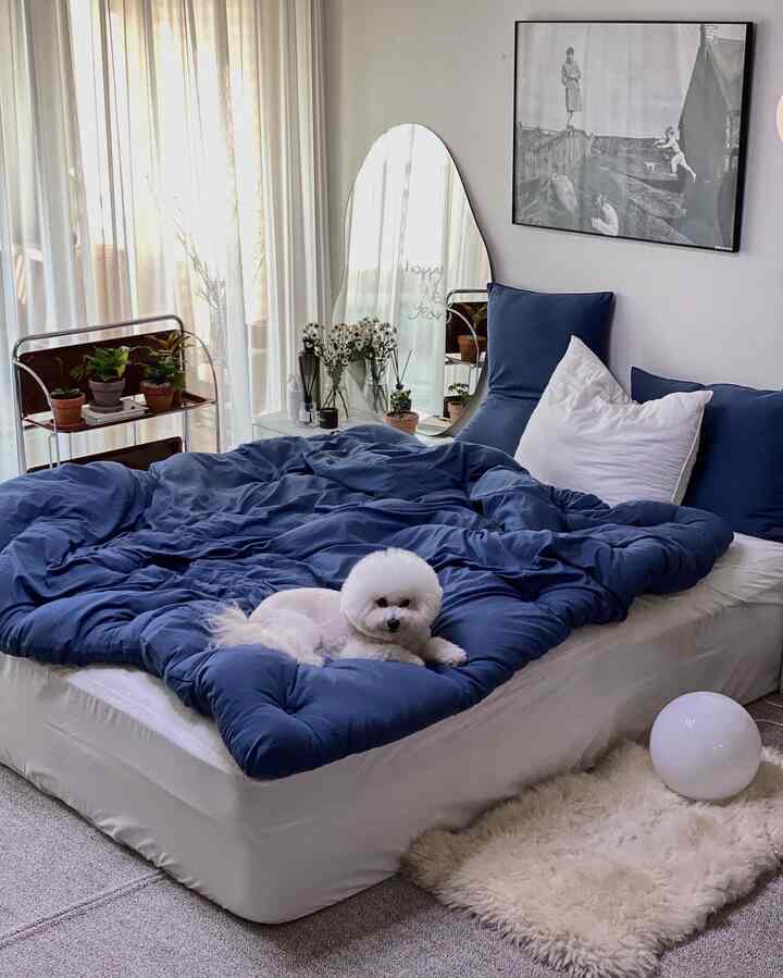 A white and blue toned bedroom featuring a plush duvet and a pet dog, creating a cozy and natural atmosphere