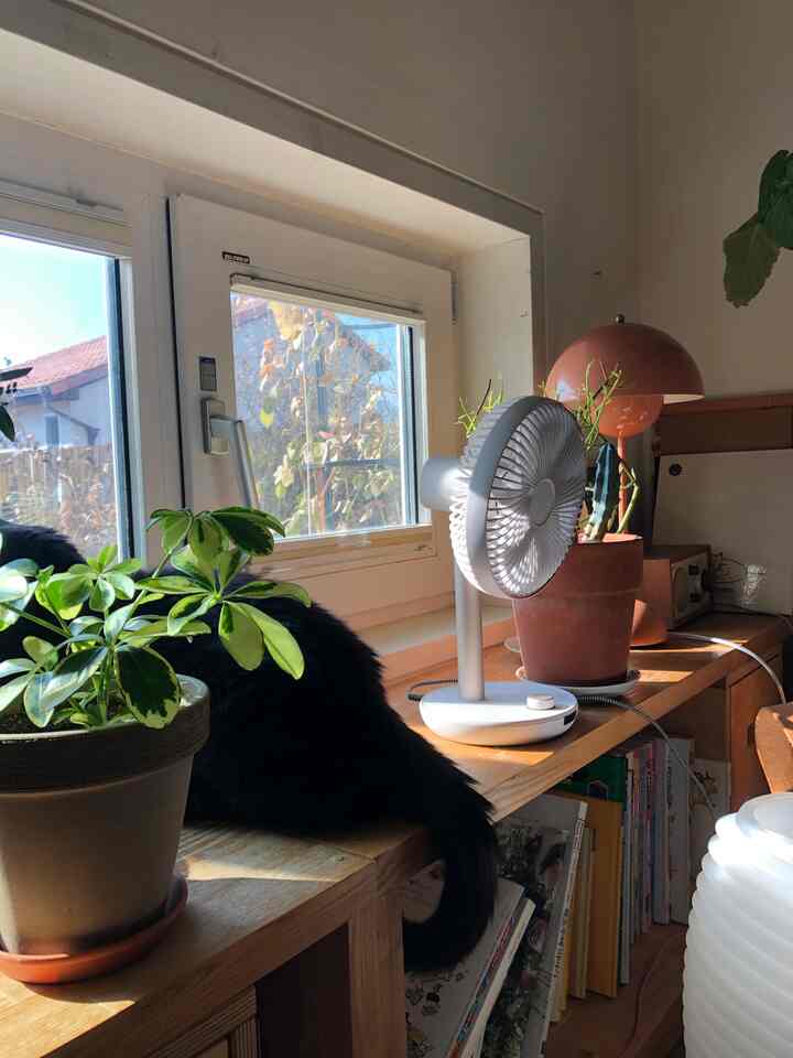 Cozy window sill shelf with white and wood tones featuring plants, a black cat, table lamp, and desk fan illuminated by natural light
