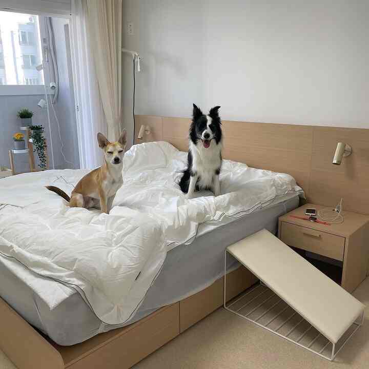 Cozy bedroom with white bedding and wood-tone bed featuring two dogs sitting on the bed