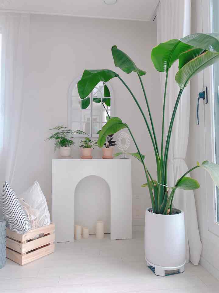 White and green tone living room corner featuring an arched console and various potted plants in a simple and natural interior