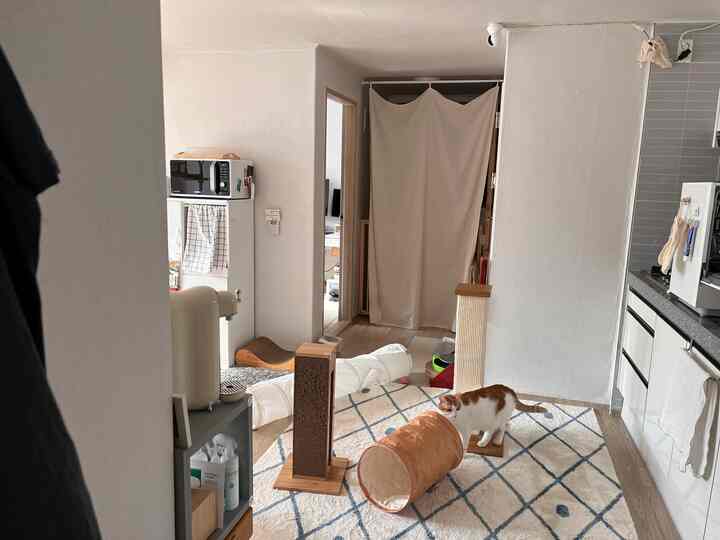 Natural beige-toned small studio apartment kitchen and living space featuring a cat with scratching posts in a cozy interior