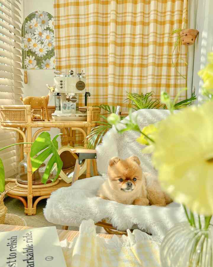 Yellow check curtains and rattan furniture in veranda space featuring a dog resting on a white fur-covered chair, natural and cozy home cafe interior