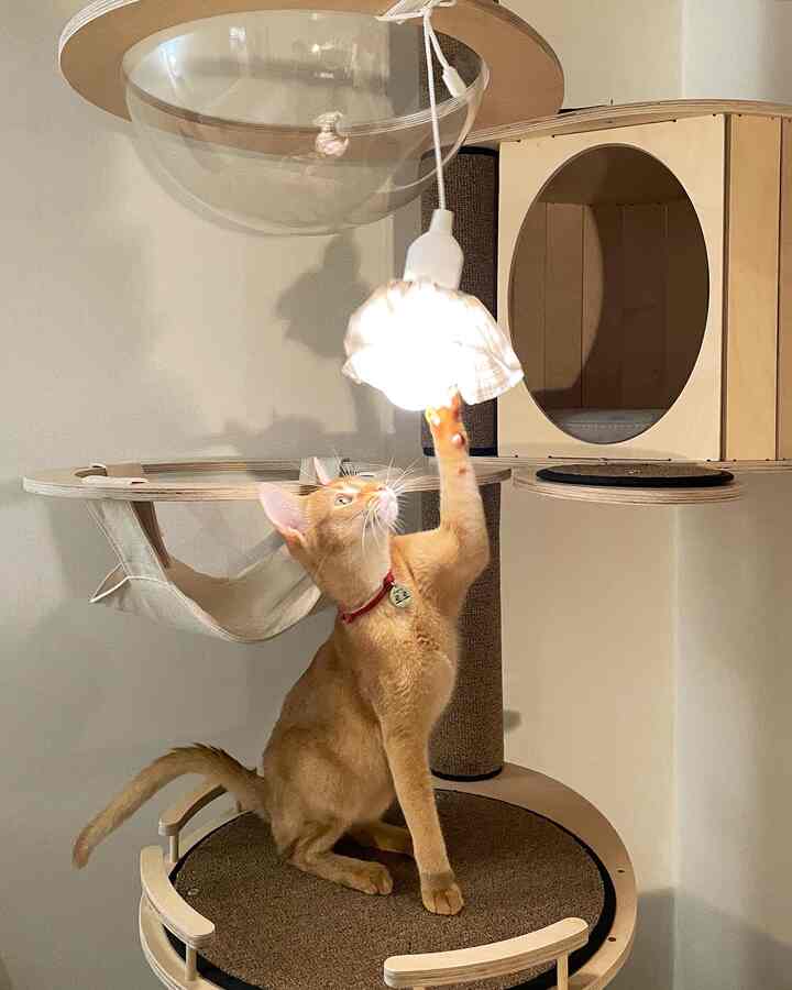 Warm brown and wood tone indoor space featuring a cat playing with a cat tower, creating a cozy atmosphere