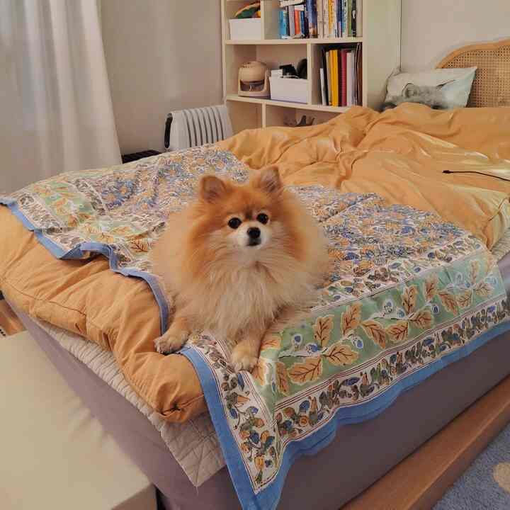 Beige-toned bedroom featuring a bed with a dog sitting on it and a neat bookshelf arranged, creating cozy atmosphere