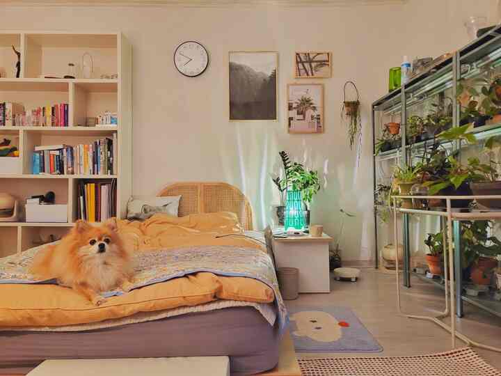 A beige-toned bedroom featuring a centrally placed bed with a dog, flanked by plant shelves and bookshelves creating a cozy atmosphere