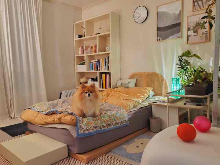 Beige tone bedroom featuring rattan bed headboard, bookshelf, and a dog sitting on the bed, creating a cozy ambiance