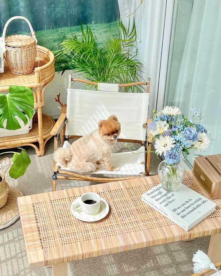 Natural wood tone and rattan veranda space featuring a dog sitting on a white canvas chair and a coffee table with coffee cup, creating a cozy atmosphere.