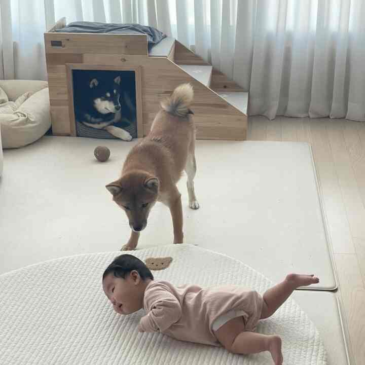 白とナチュラルな木目調のリビング、赤ちゃんと犬がいる落ち着いた雰囲気の空間