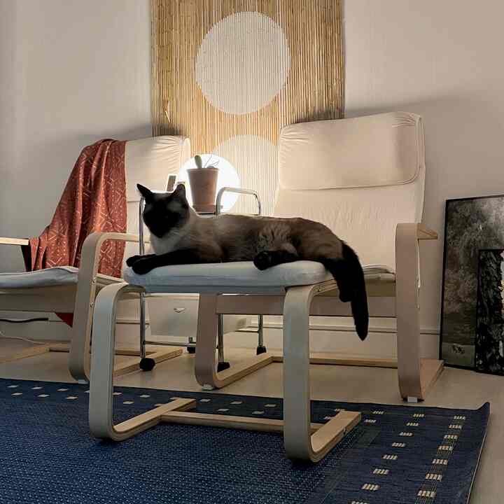 Beige-toned living room featuring cream armchairs and a blue rug with a Siamese cat resting on a chair, creating a cozy atmosphere