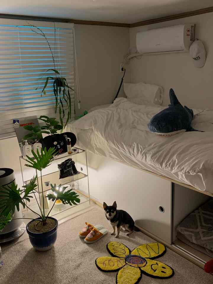 白を基調とした自然素材の植物が置かれたコンパクトな一人暮らしの寝室、犬とカラフルなラグがある温かみのある空間