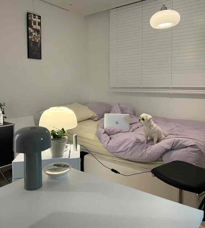 白と紫のトーンの寝室、小さな犬とノートパソコンがある一人暮らし向けの居心地の良い空間