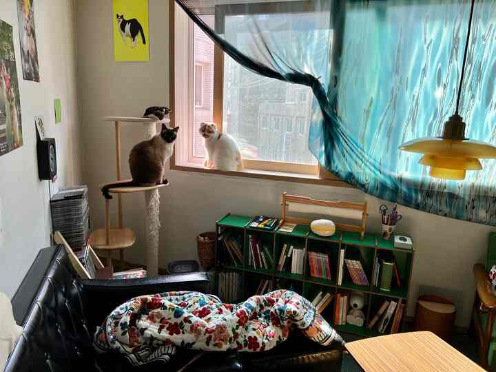 Small living room with blue curtain and natural-tone furniture, featuring two cats sitting on windowsill and cat tower near the window