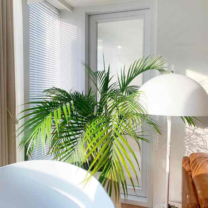 白い壁とブラインド、観葉植物とフロアランプが配置された明るく自然なバルコニーの空間