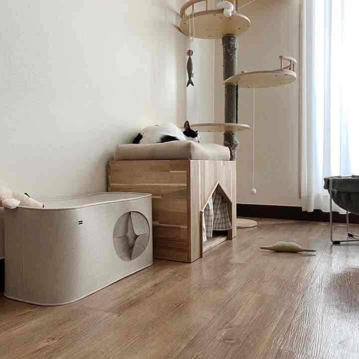 Natural-toned indoor space featuring various cat furniture and resting cats in a tranquil living room