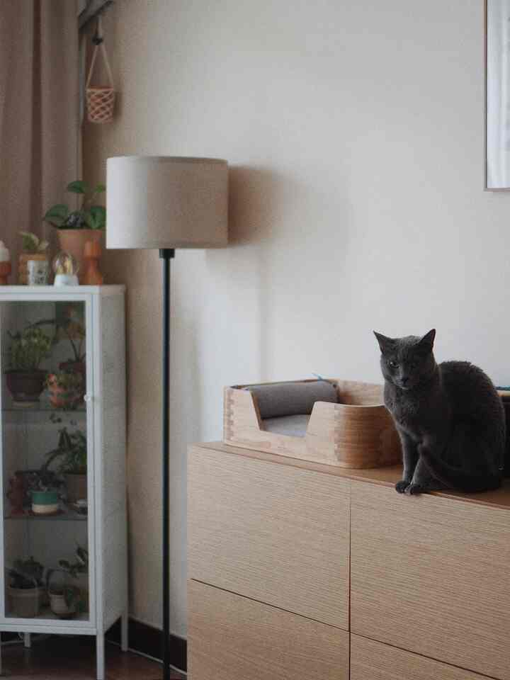 Natural modern living room with white walls and wood tone storage, featuring a cat and green plants in harmony