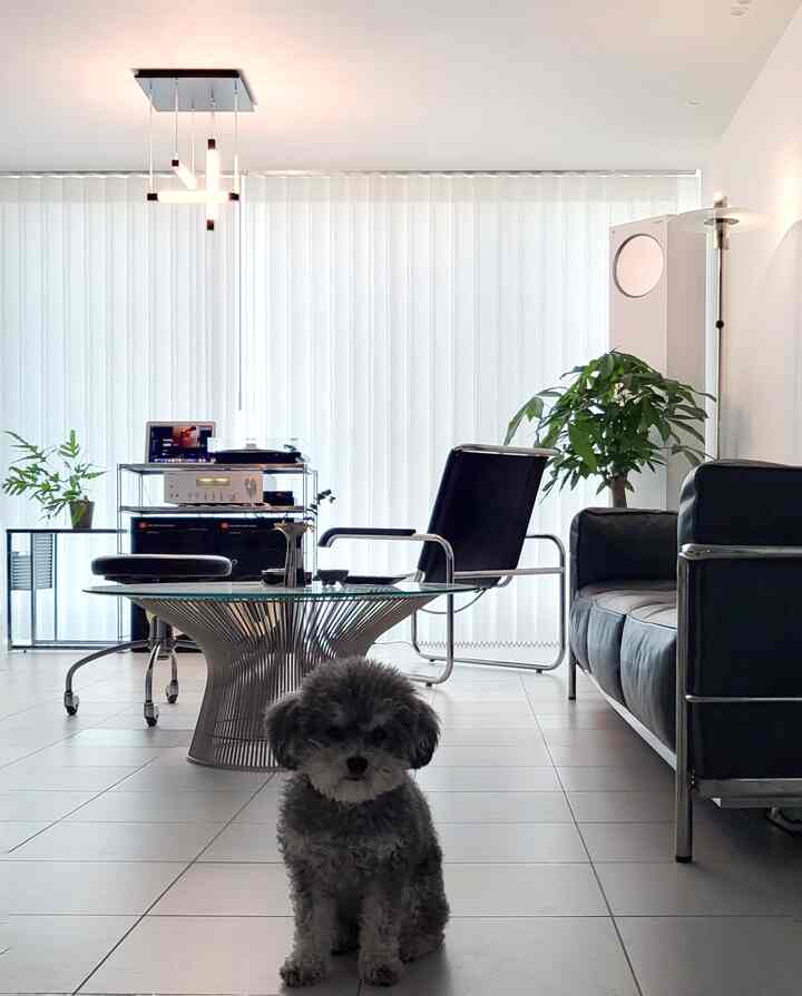 A clean living room in white and black tones, featuring a dog in front and modern furniture arranged centrally