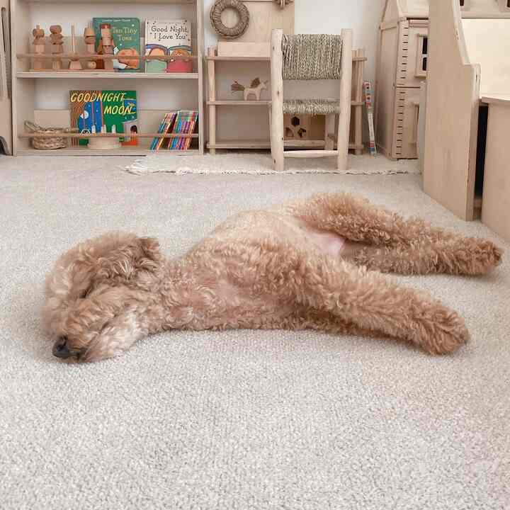 Beige-colored kids' room featuring a dog lying on the floor with children's furniture arranged in a cozy setting
