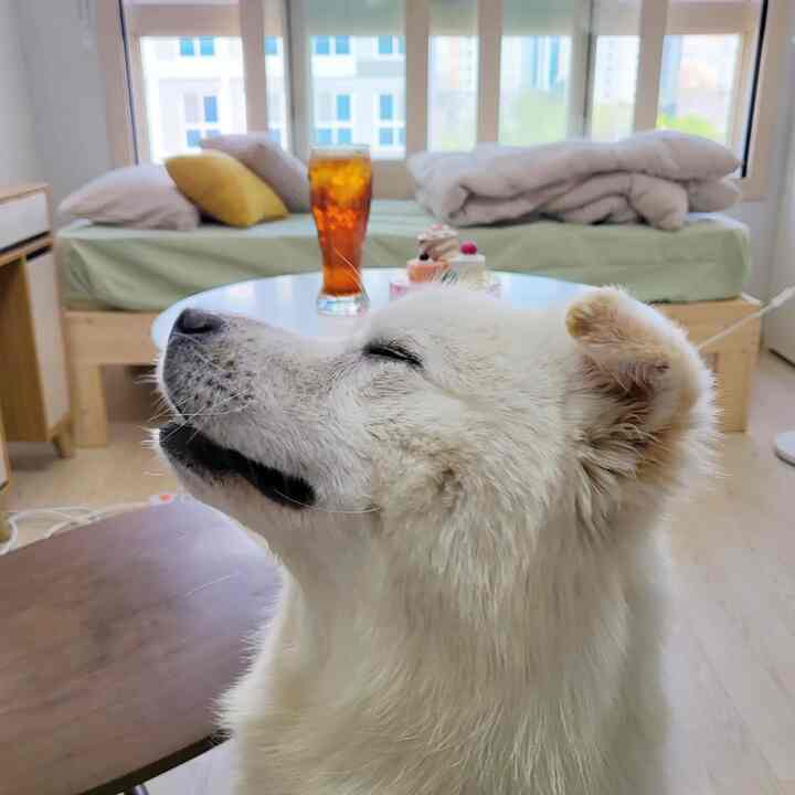 White and wood tone studio bedroom featuring a bed near windows, sofa with cushions, round coffee table, and a white dog in a cozy interior