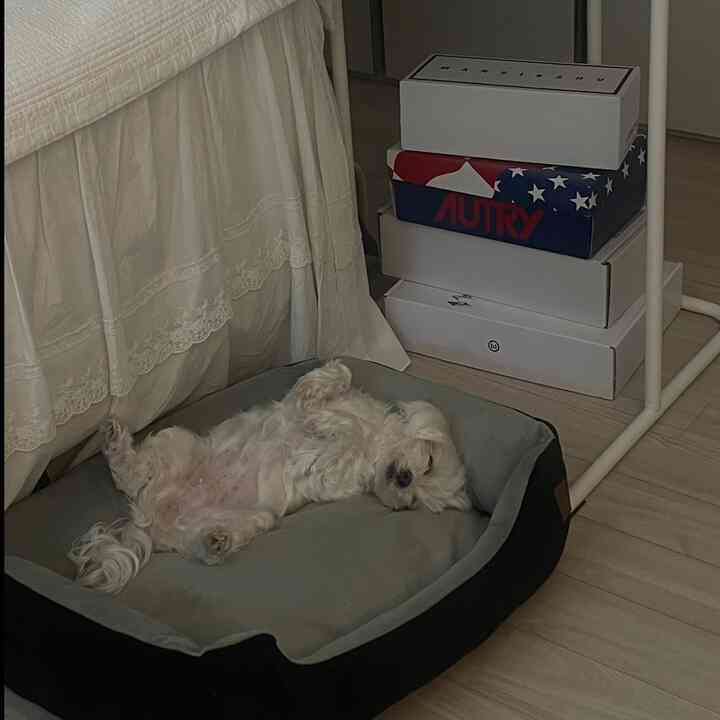 白い寝具と木目調フローリングのある寝室、犬用マットの上で眠る白い犬が配置された雰囲気のある空間