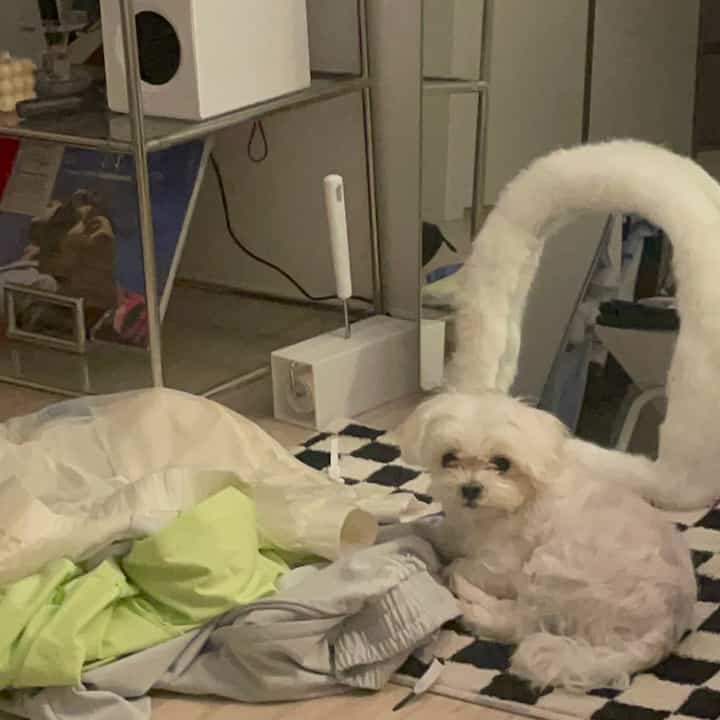 ホワイトトーンの犬用空間、チェック柄ラグとペット用トンネルが配置された居心地の良い室内環境